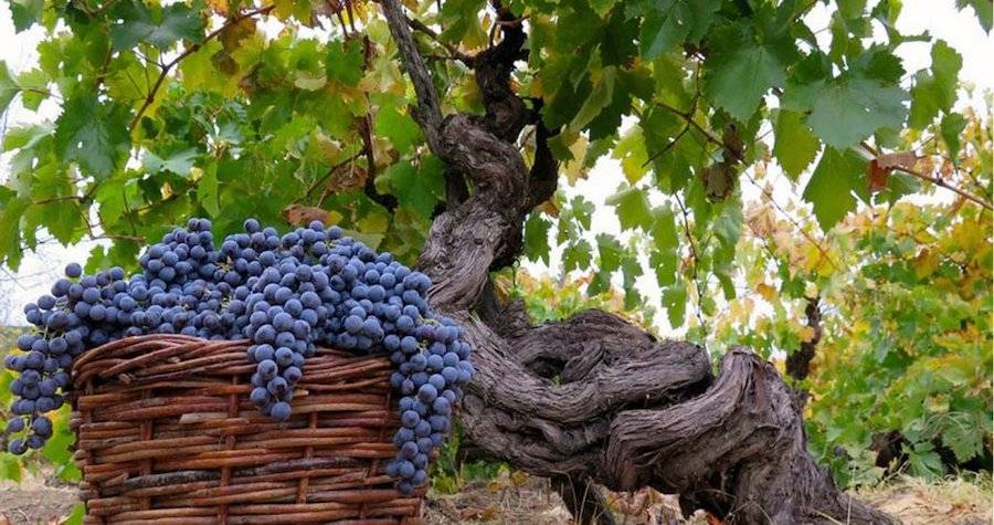 Destinos culturales de Chile: Si vas a la Región del Maule de esto no te puedes perder