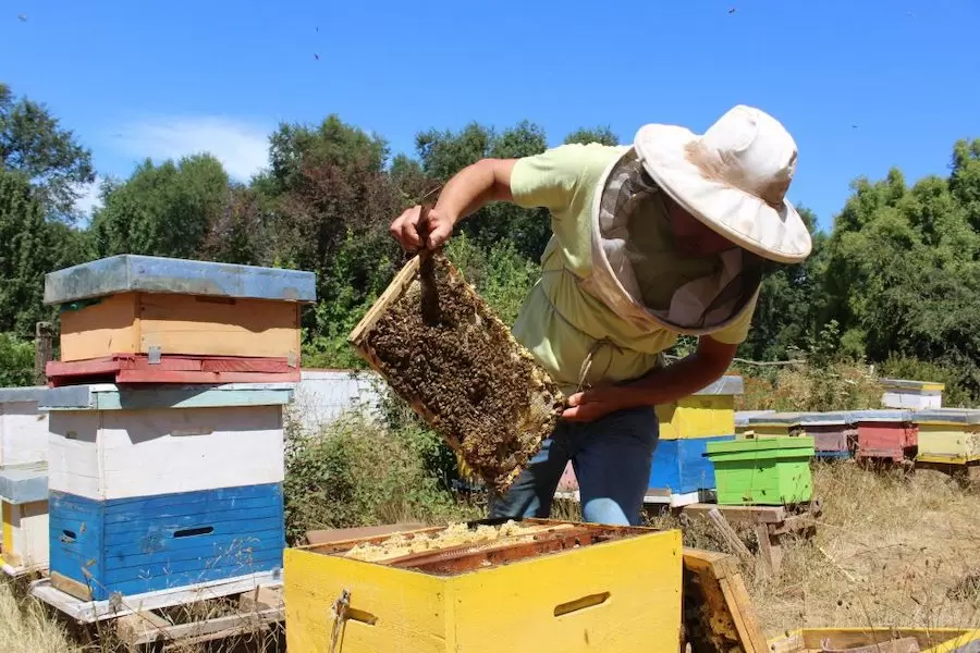 Lugares turísticos en Chile: Cochrane, miel patagónica y cocina de cordero