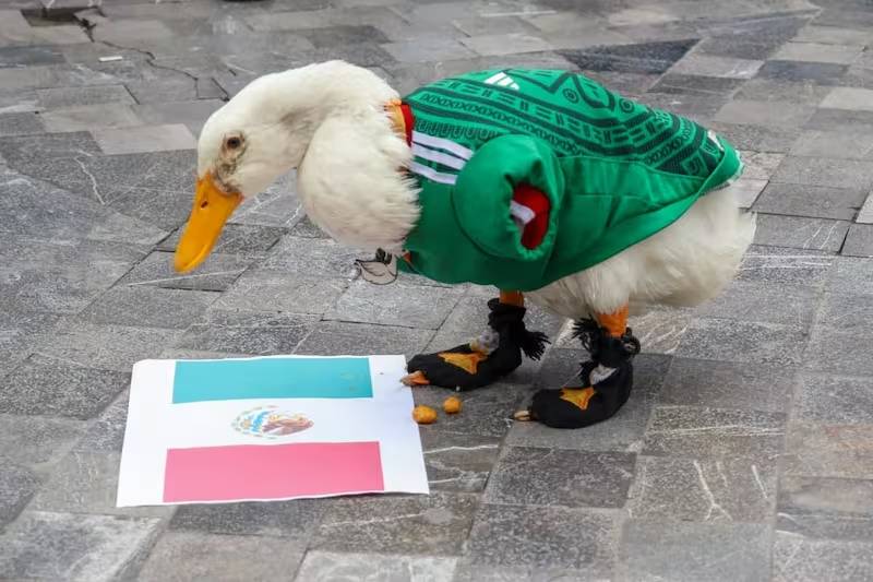 VIDEO: Conoce a Merlín, el pato viral que se volvió la mascota no oficial del Mundial 2026
