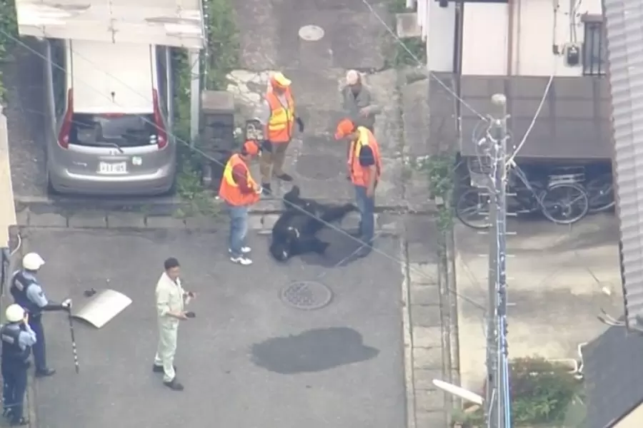 Capturan con dardos tranquilizantes a oso luego de cuatro dí